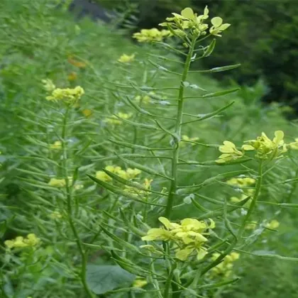 Free Sample Mustard Seed Extract