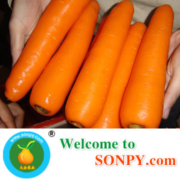 fresh carrot