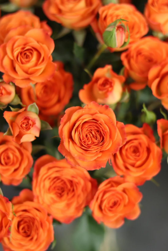 Orange Barbie Rose