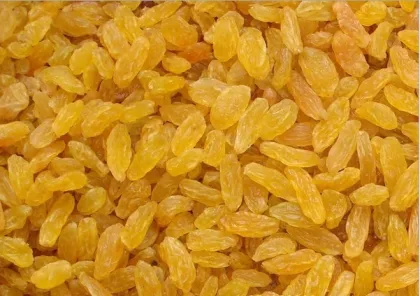 "XinJiang"High Quality Golden Raisins/Yellow Raisin/Golden Currant