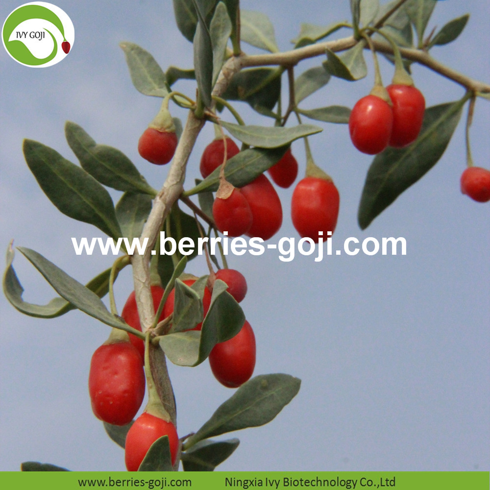 Goji berry