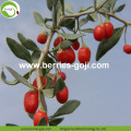 Wholesale Super Food Improve Eyesight Ningxia Goji Berry