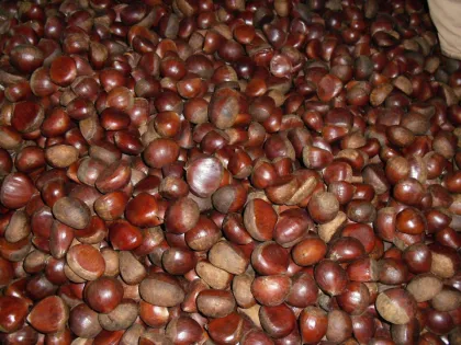 Fresh Dandong big Chestnut