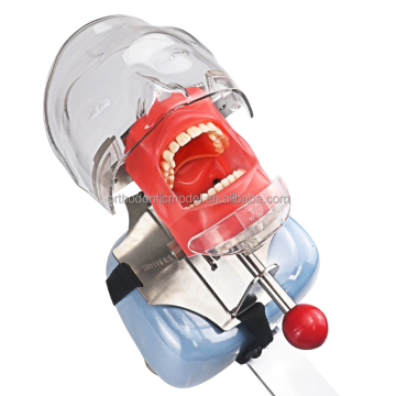 Banded Dental Simulators to Dentist Chair: Find the Right Equipment