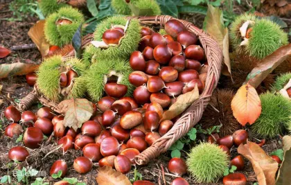 High Quality New Chestnut