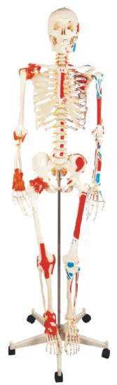 180cm Human Skeleton Model