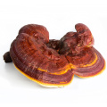 Bio -Reishi -Pilzpulver Pulver Bulk Reishi Extrakt