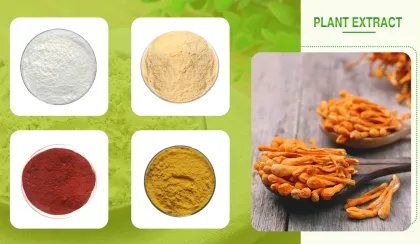 Maca Extract Powder for Supplements