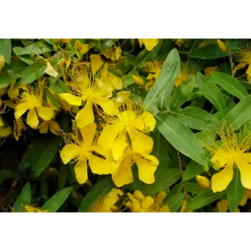 100% Natural Wholesale Plant Extract Azadirachtin 5%-25% Powder Azadirachta Indica Extract