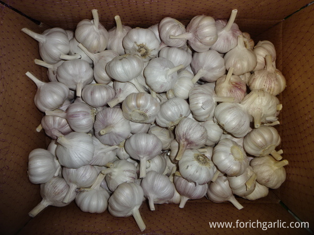 Fresh Garlic