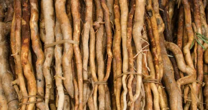 Tongkat Ali Extract Natural Eurycoma longifolia Root Powder
