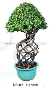 Ficus Microcarpa basket 1 layer