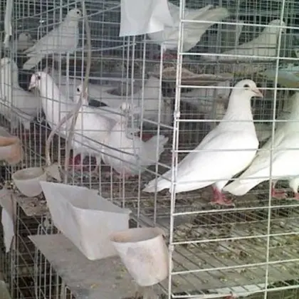 Bird pigeon cage/ pigeon breeding cage/ pigeon cage