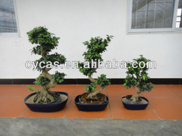 ficus S shape,Ficus microcarpa