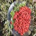 자연 낮은 가격 무료 샘플 wolfberry