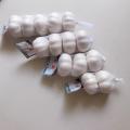 Fresh garlic normal white for wholesale