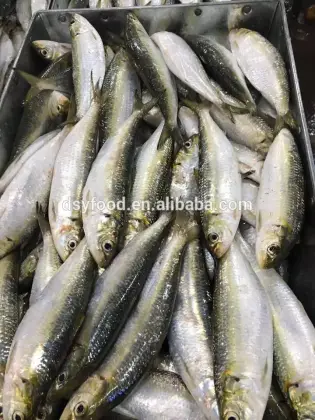 Bait Sardines