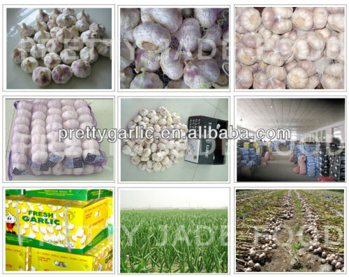 Chinese fresh garlic 2014