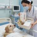 Blood Sugar Regulation for Dogs/Cats