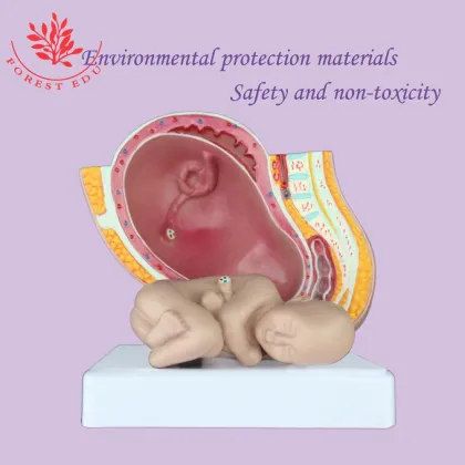 Reproductive Health Medical Science Kits: Pelvic Pregnancy Fetus Model for Obstetrics and Gynecology Study