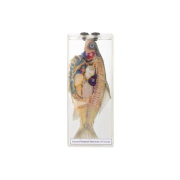 Search Engine Title: Detailed Analysis and Examination of a Crucian Fish Specimen