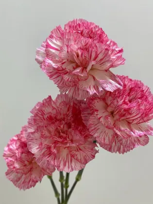 Happy hour single-headed carnation