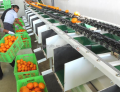 خط إنتاج الهلام المصيح للفاكهة