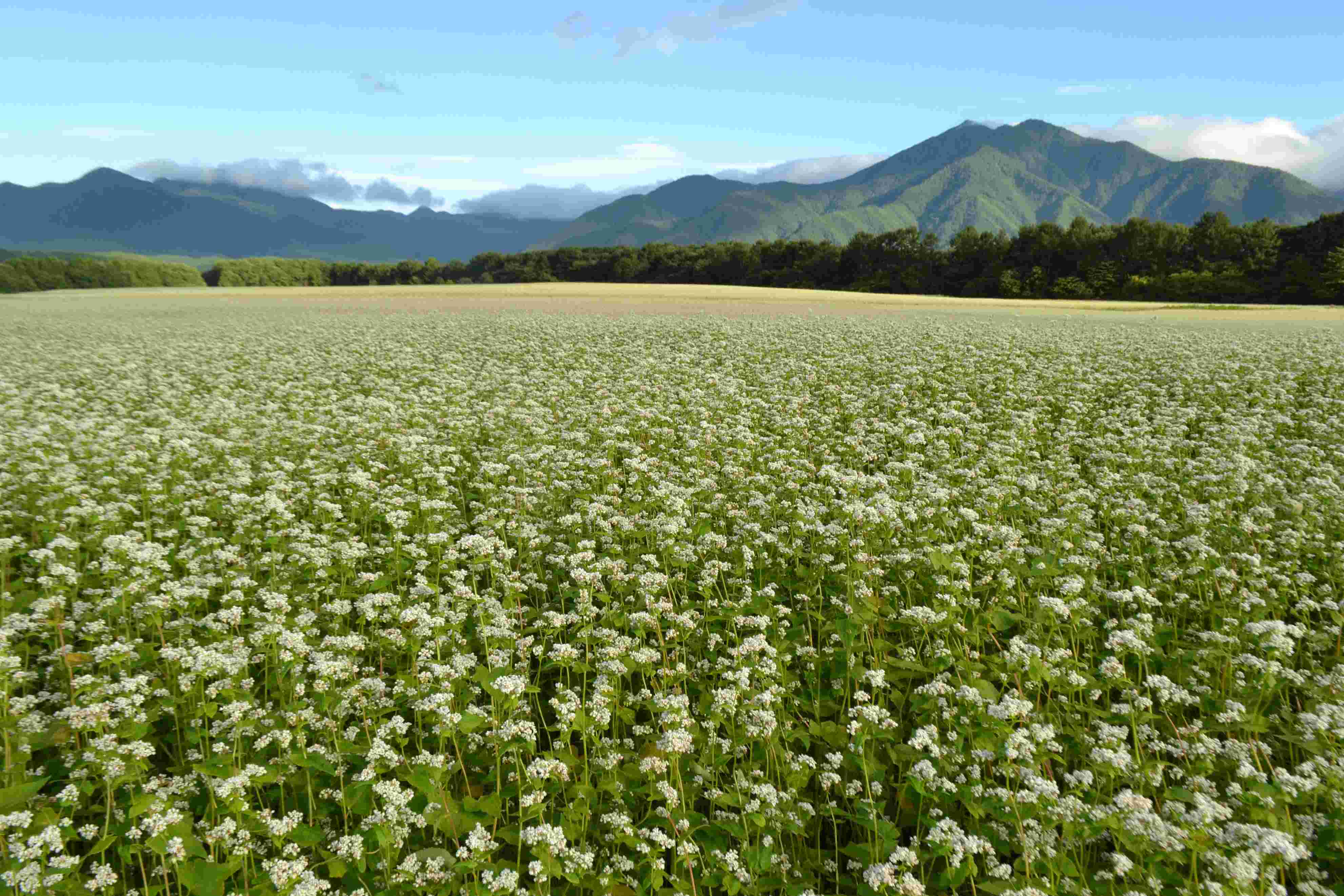 Tartary buckwheat tea