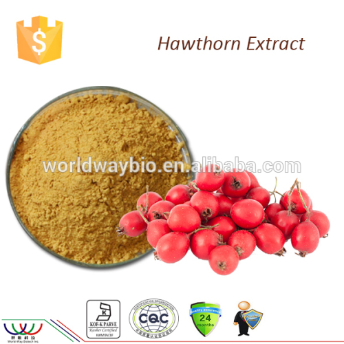 Treat dysentery FDA cGMP HACCP KOSHER hawthotn flavones fresh hawthorn berry extract Crataegus pinnatifida Bunge extract