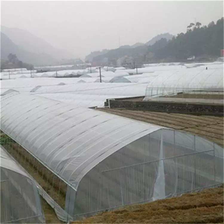 Single Span Greenhouse 5