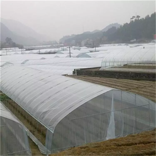 Film Greenhouse Tunnel Seed Breeding Strawberry