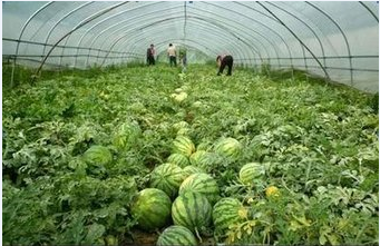 plastic film for greenhouse with different colors