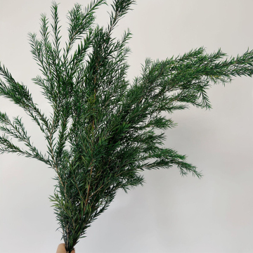 True Flower Material: Melaleuca Bracteata for Art Arrangements and Restaurant Decor