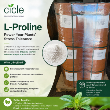 L-Proline monomeric amino acids