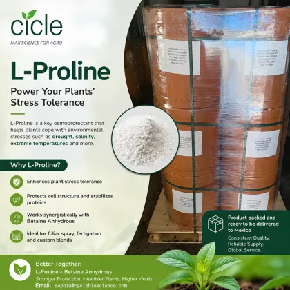 L-Proline monomeric amino acids