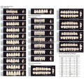 Premium Two Layers Synthetic Polymer Teeth