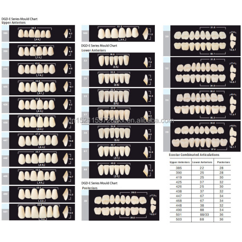 Dientes de polímero sintético de dos capas premium