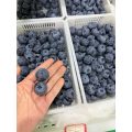 توت معطر تازه بلوبری رایحه گل یوننان