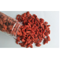 Ningxia New Harvest 뜨거운 판매 중국어 goji 장과