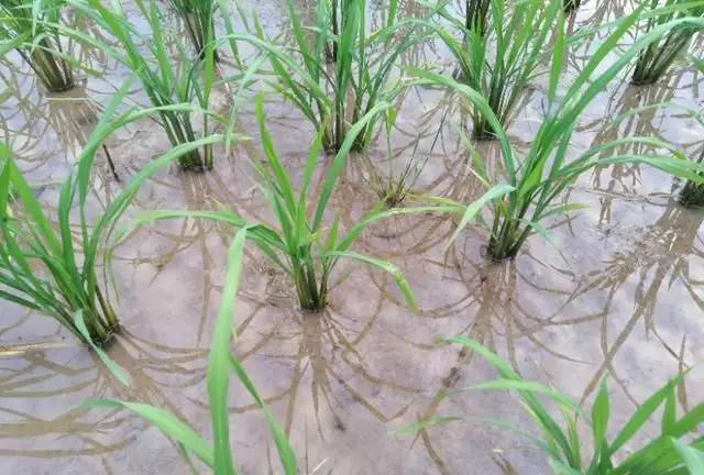 Rice tillers Rice tillers