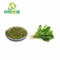 Spinach Juice Extract Powder