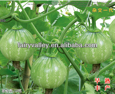 Chinese Pumpkin Vegetable Seeds For Sale