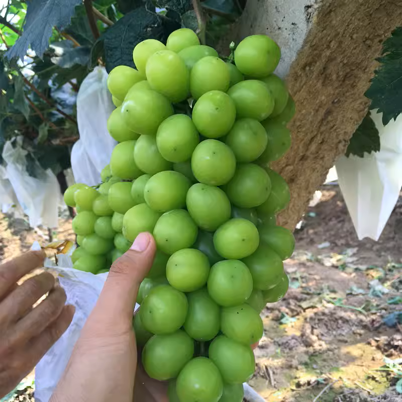 grape