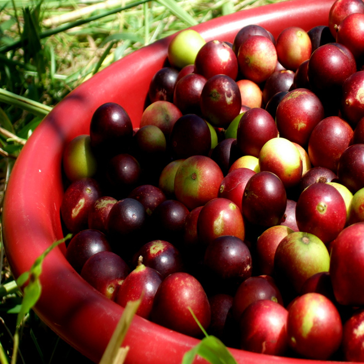 Camu Camu Extract