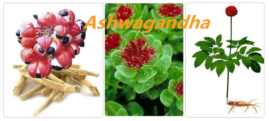 Ashwagandha6