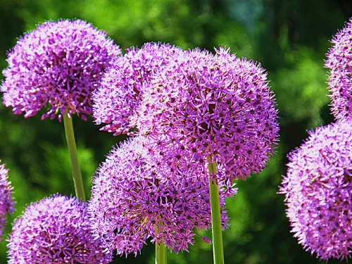 เมล็ดลูกใหญ่ Scallions Ball คุณภาพสูง เมล็ดลูกใหญ่ Scallions Ball บน ...