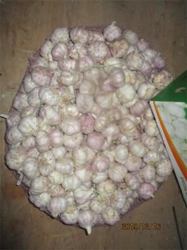 2019 Normal White Garlic Fresh Wholesale