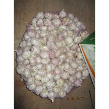 2019 Normal White Garlic Fresh Wholesale