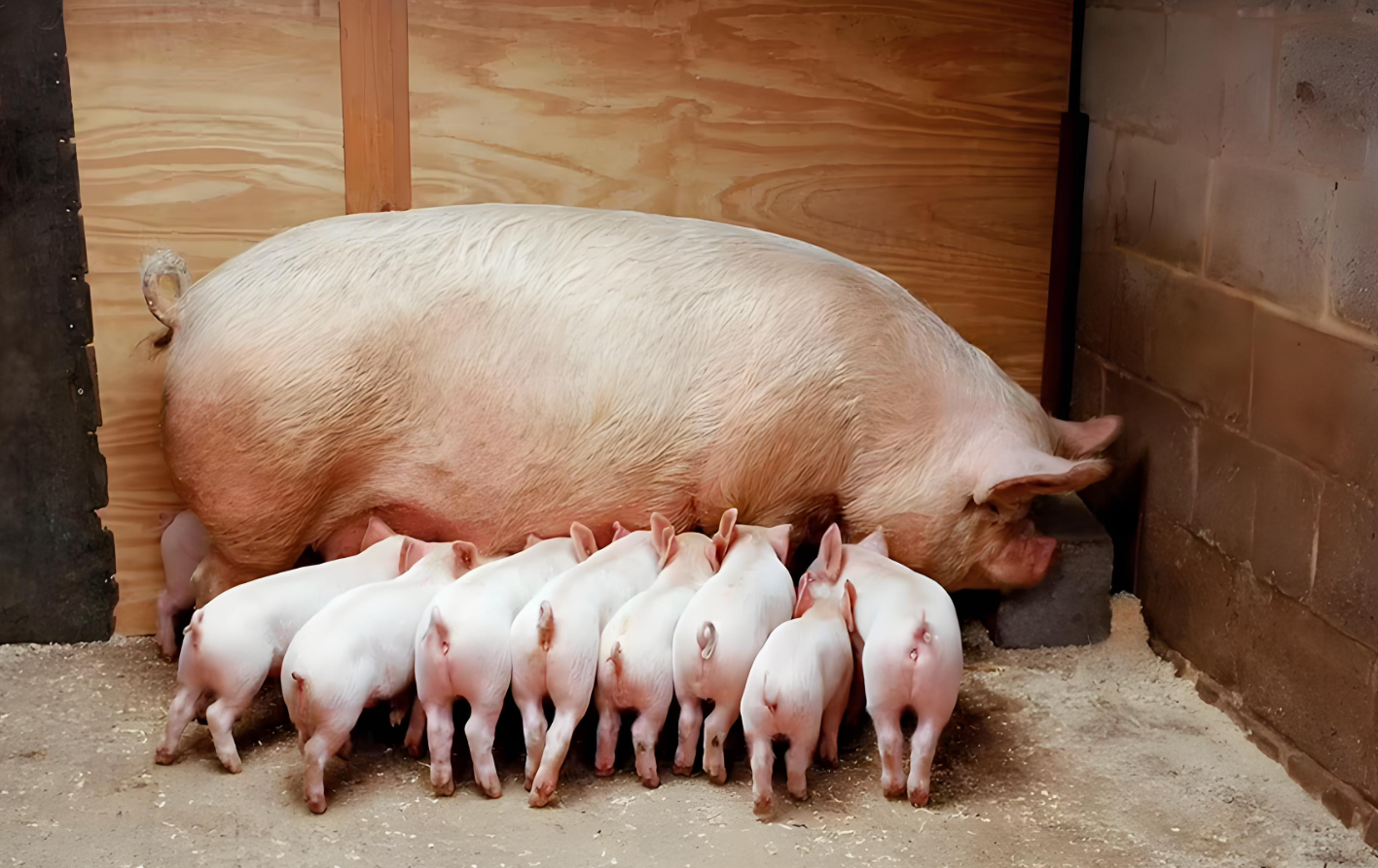 swine ultrasound