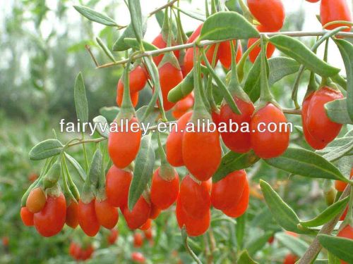 Newest High Quality Ningxia Goji berry seeds wolfberry seeds for growing